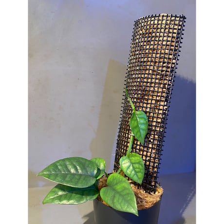 Philodendron sp. from Venezuela [tanakay]
