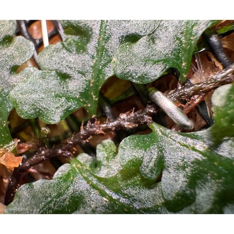 Teratophyllum sp. from Kapuas Kalimantan barat