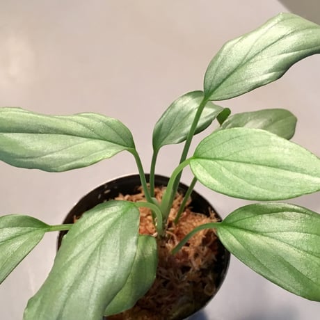 Homalomena sp. "Silver Bullet Green" from P.Linga [AZ1017-1]