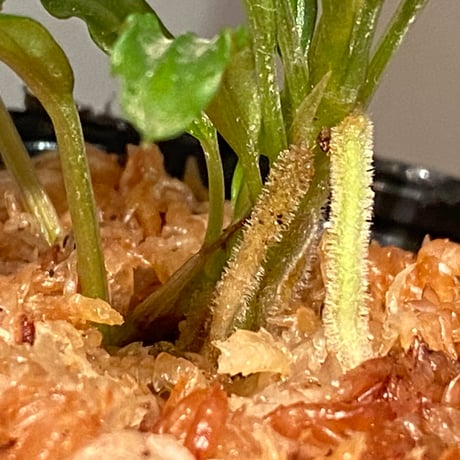 Bucephalandra sp. "MEDUSA"