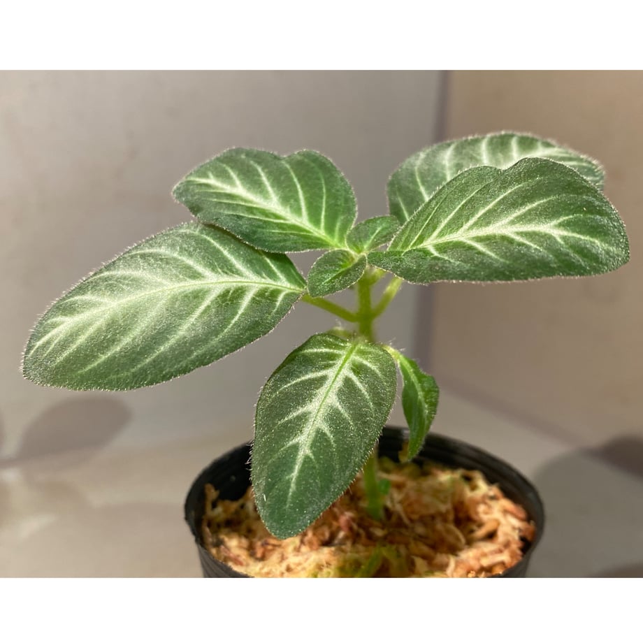 663b6b51b37ea409dea51e43