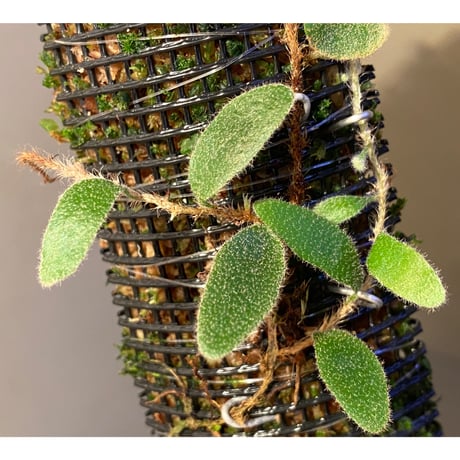 Pyrrosia nummularifolia from Santa Fe Luzon Philippines [KSB]