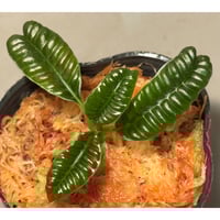 Homalomena sp. from Malalak [TK110117] | M・R・G・R