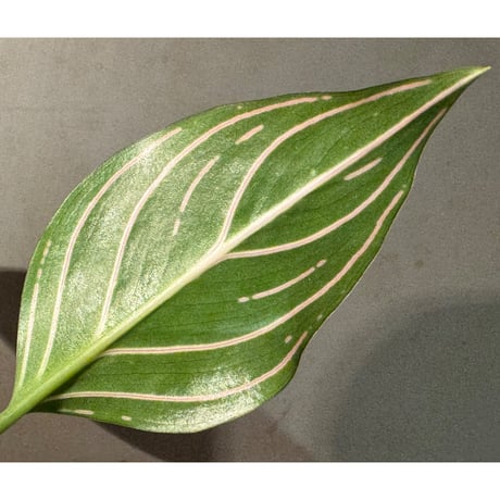 Aglaonema Red Army