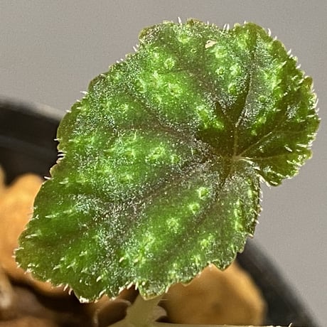 Begonia tenuifolia from Sukasada Bali [S0320-02] 伊藤蟻植物農園