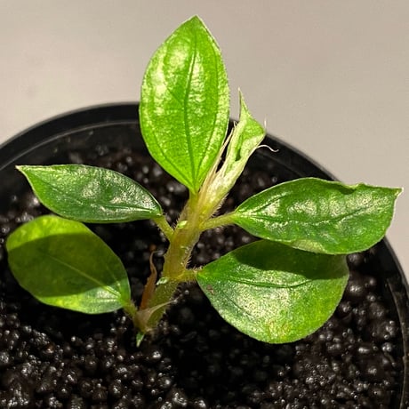 Elatostema sp. from Nopphitam [TK260915]