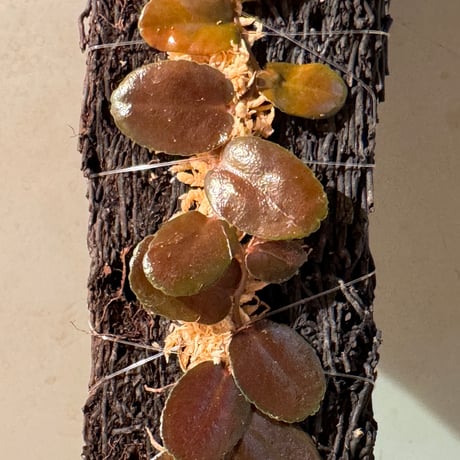 Marcgravia sp. from Tarapoto Peru
