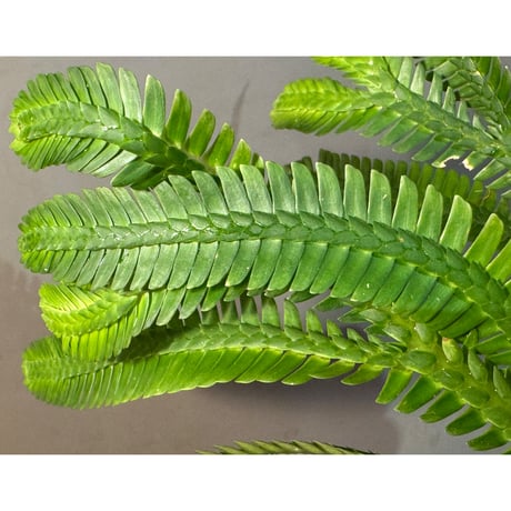 Selaginella sp. from Landak West Kalimantan