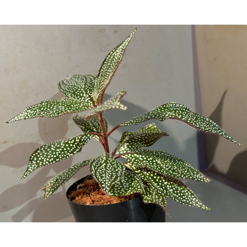 Sonerila sp. mamei | M・R・G・R