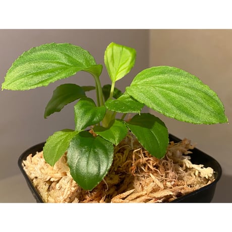 Homalomena sp. "Minimum" from Padan Utara [AZ0512-04]