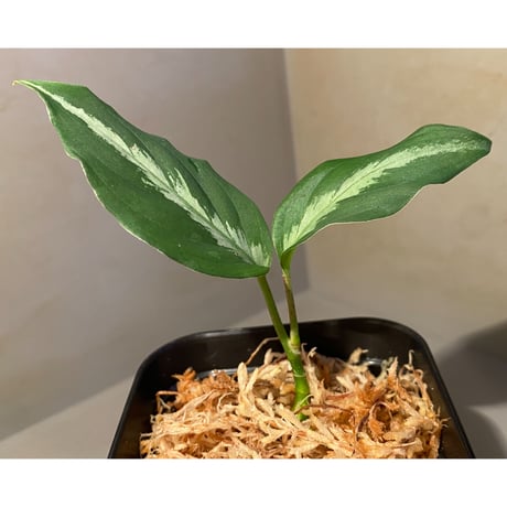 Aglaonema pictum "メサイア" GW1507 from Padang sidempuan [TB]