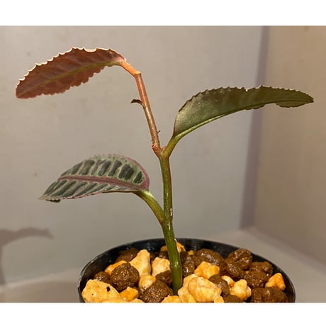 Labisia sp. "Sumatera Pink"