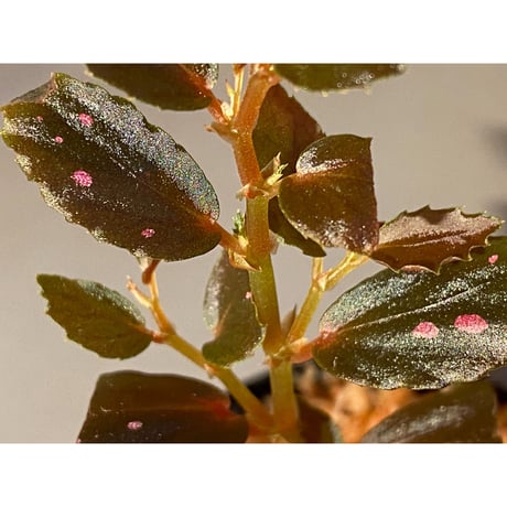 Begonia sp. from Julau [R1214-01b]