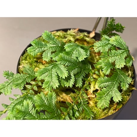 Selaginella sp. from Iquitos Peru [tanakay]