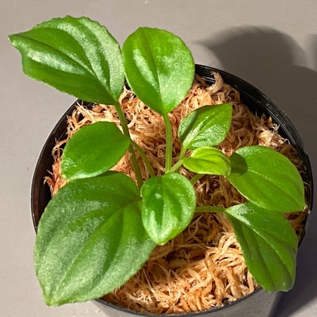Homalomena sp. "Minimum" from Padan Utara [AZ0512-04]