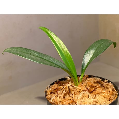 Rhaphidophora sp. "Silver" from Pulau Singkep