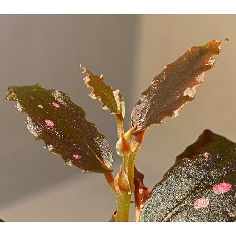 Begonia sp. from Julau [R1214-01b]