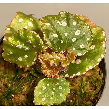 Begonia sp. from Muara Wahau [TB]