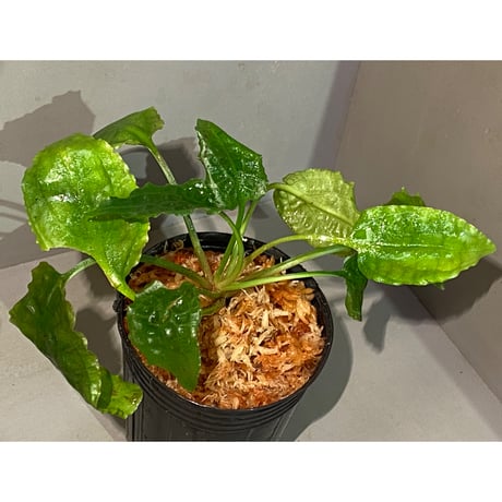 Cryptocoryne minima from Aceh sumatera [出射氏]