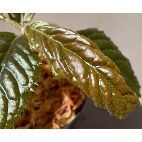 Ardisia sp. from Bengkulu [LA0315-1]