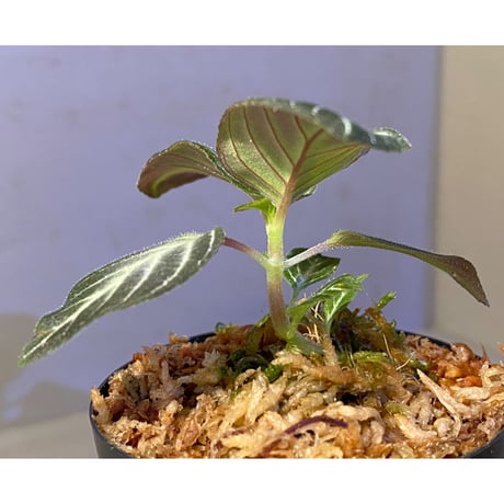 Gesneriaceae gen. from Kalimantan Barat