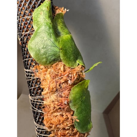 Microsorum linguiforme from South sumatera