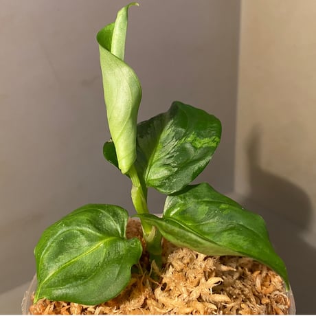 Aglaonema pictum "Hierophant-Green" 法皇緑 from Sumatera Barat [AZ0512-X]
