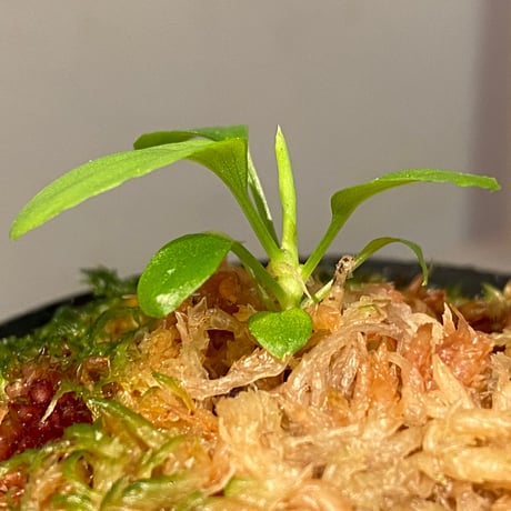 Homalomena sp. "Kayu Lapis" White Kal-barat [TB]