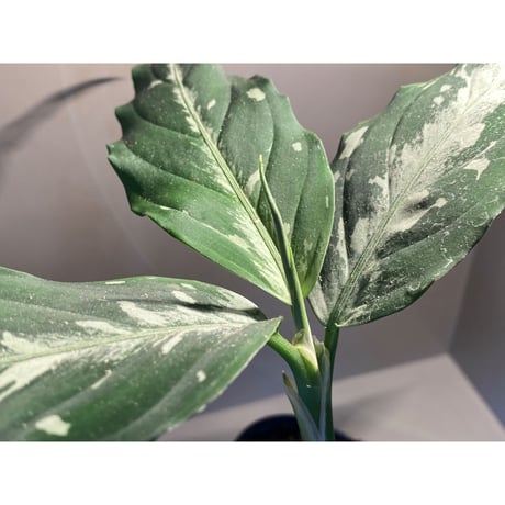 Aglaonema pictum from Sumatera A2 [TK070918]