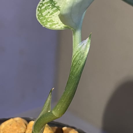 Scindapsus pictus "Tricolor" from West Borneo