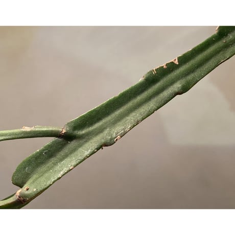 Rhipsalis elliptica from Southeast Brazil