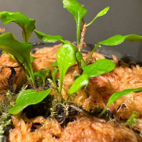 Microgramma heterophylla 伊藤蟻植物農園