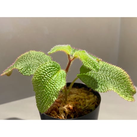 Phyllagathis sp. from Dong Nai province south Vietnam