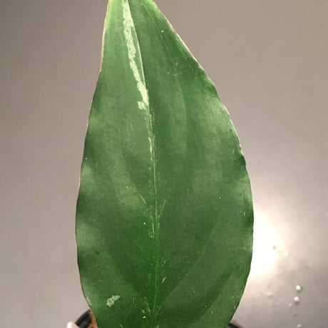 Aglaonema pictum from Sumatera A2 [TK070918] タグ付き