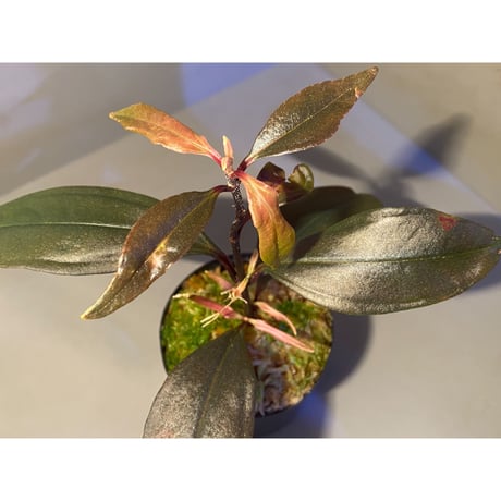 Medinilla sp. from Irian Jaya Papua
