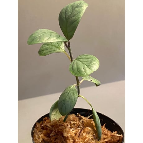 Acanthaceae gen. from Laos [LA]