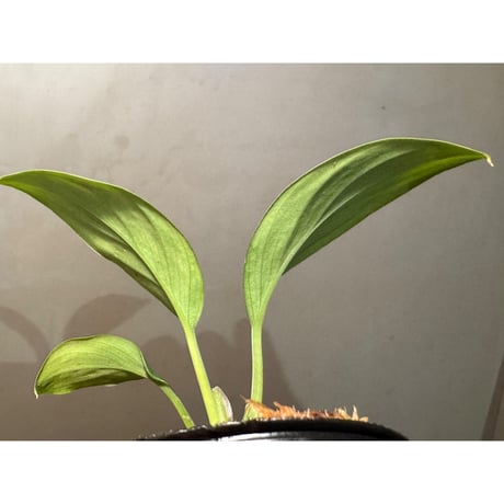 Homalomena sp . from Jerteh [TK090118-2]