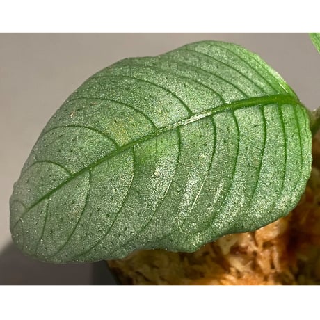 Ophiorrhiza? sp. "Kab. Sanggau" Kal barat [TB]