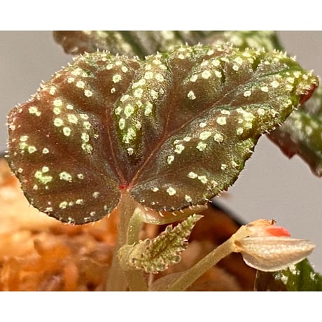 Begonia tenuifolia from Sukasada Bali [S0320-02] 伊藤蟻植物農園