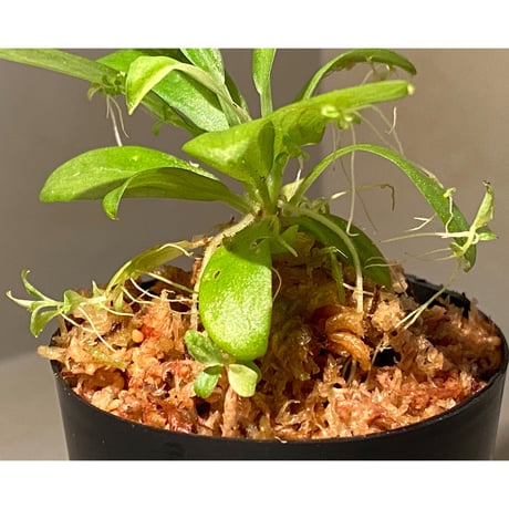Schismatoglottis sp. "初霜錦" from Murung raya [LA0515-05]