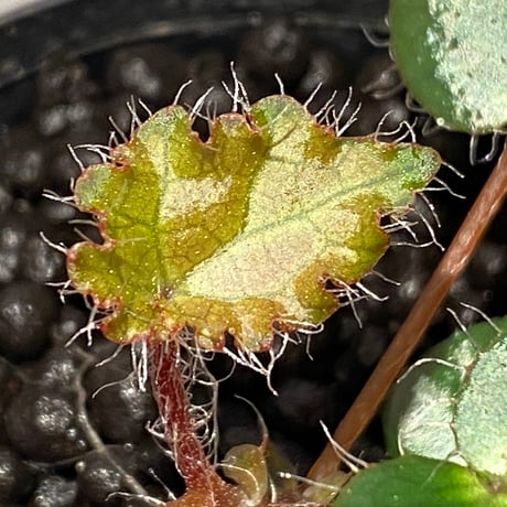 Begonia cf. ferox from Cao Bang [YH040519BK] TK