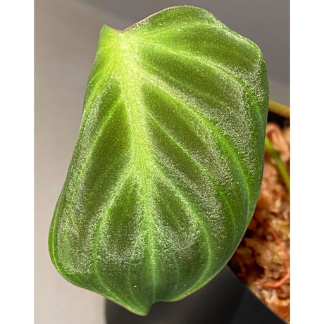 Philodendron luxurians "Choco" Colombia