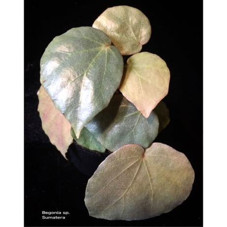 Begonia sp. f1 from Sumatera [NT ORCHID]