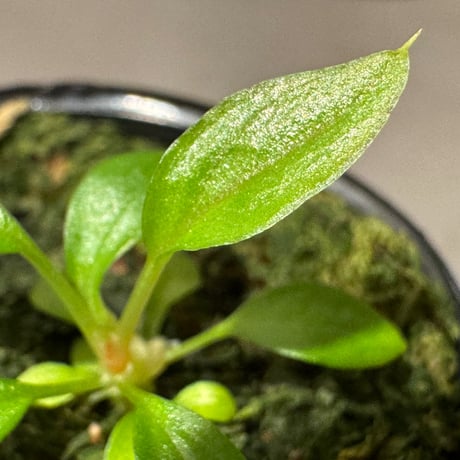 Homalomena sp. from Solok sumatera [LA0616-03]