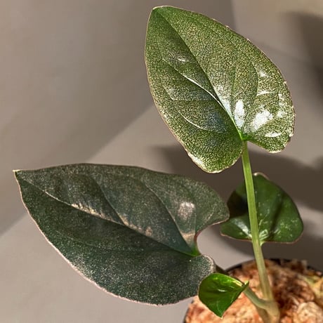 Syngonium sp. from Choco Colombia [tanakay]