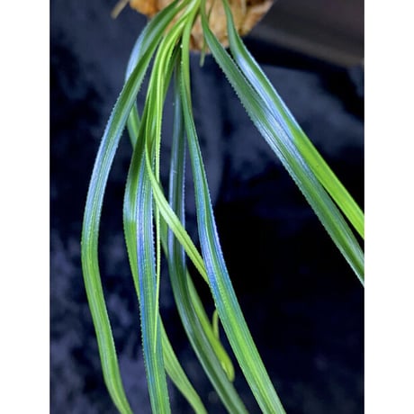 Mapania sp. from "Nanga pinoh" Melawi Kalimantan barat [TB] ①