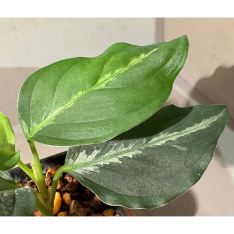 Aglaonema pictum GW1603 "五月雨" Padang sidempuan [TB]