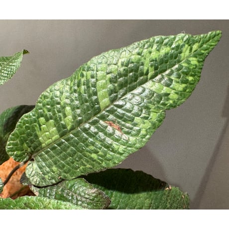 Thelypteris sp. from Hong Kong [YH0918]