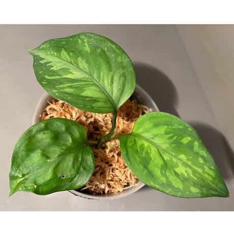 Aglaonema pictum from Aceh sumatera [T-020219-b-1]