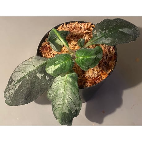 Gymnostachyum sp. from Tigalingga [HW0219-02]